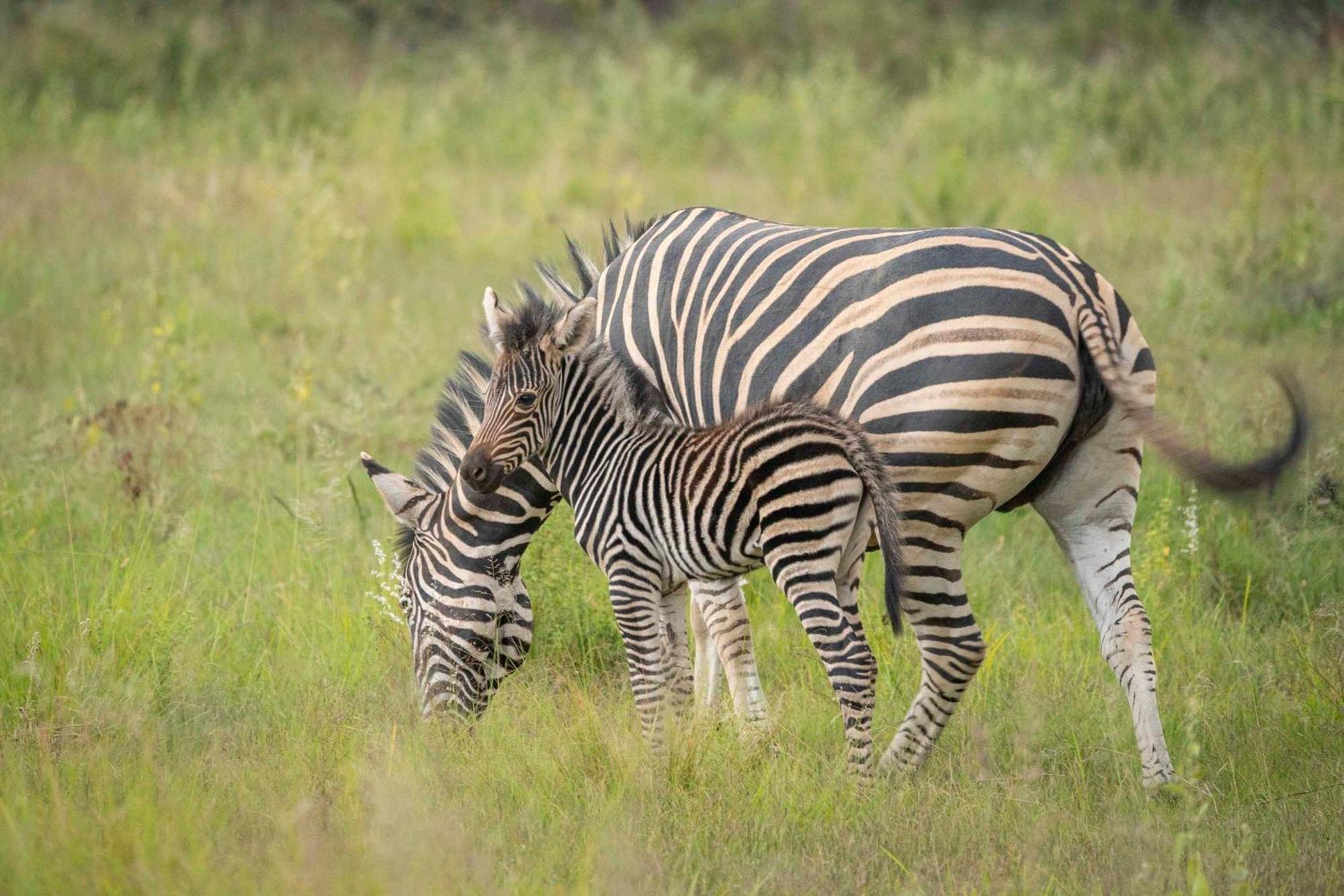 Tshwene Lodge Vaalwater Bagian luar foto