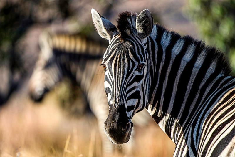 Tshwene Lodge Vaalwater Bagian luar foto