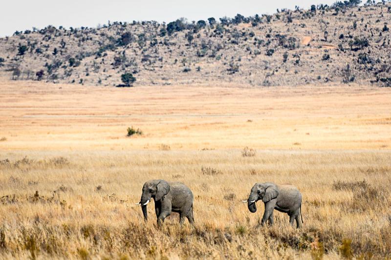 Tshwene Lodge Vaalwater Bagian luar foto