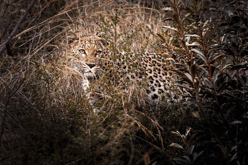 Tshwene Lodge Vaalwater Bagian luar foto